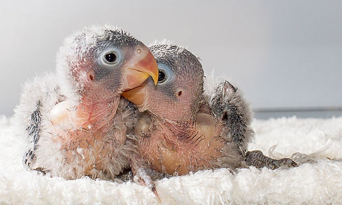 feather-loss-in-birds