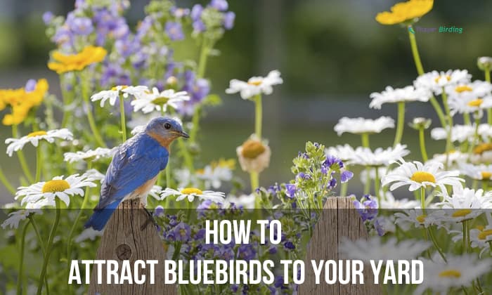 how to attract bluebirds to your yard