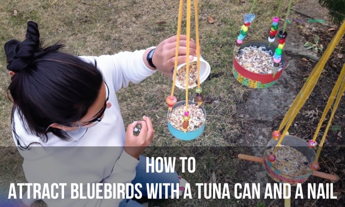 how to attract bluebirds with a tuna can and a nail