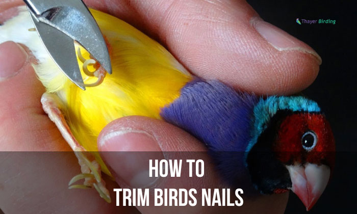 how to trim birds nails