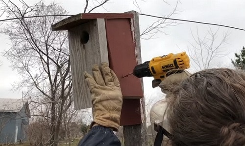 nest-box-design-for-bluebirds