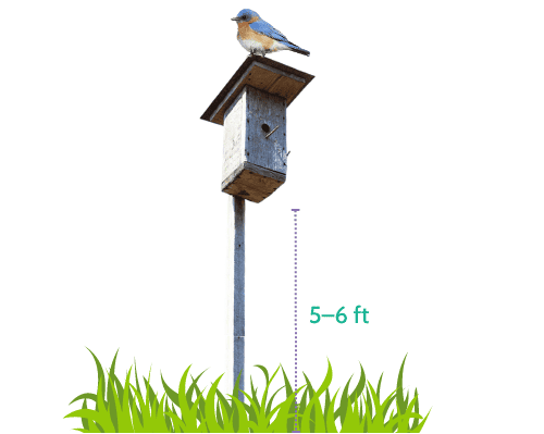 nest-box-placement-attracts-bluebirds