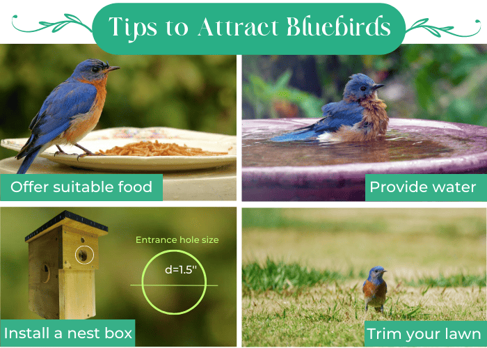 other-tips-to-attract-bluebirds