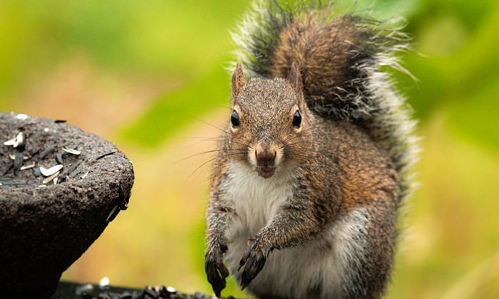 squirrel-identification-