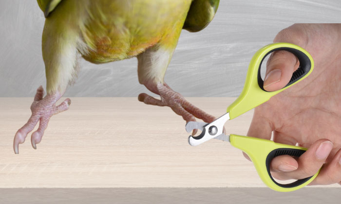 trim-untamed-budgie-nail