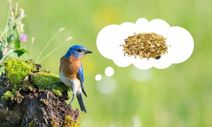 what-food-attracts-bluebirds