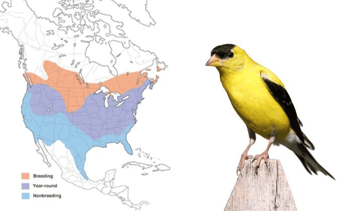 American-Goldfinch-Birds-in-Virginia