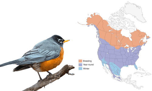 American-Robin-in-Iowa