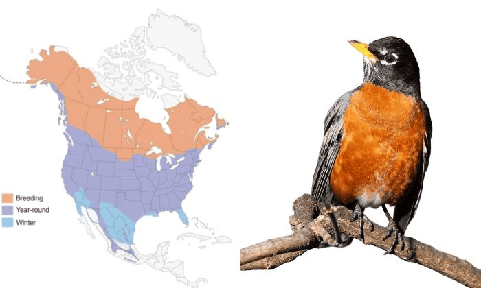 American-Robin-in-Virginia