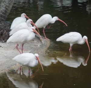 American-White-Ibis-similar-cranes