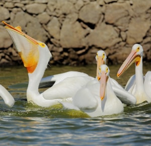 American-White-Pelican-similar-cranes