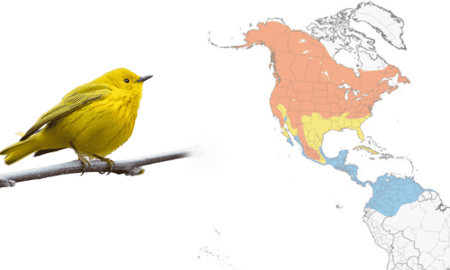 American-Yellow-Warbler