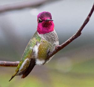 Anna’s-Hummingbird-in-Arizona