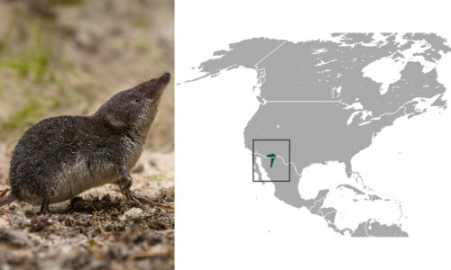 Arizona-Shrew-In-Arizona