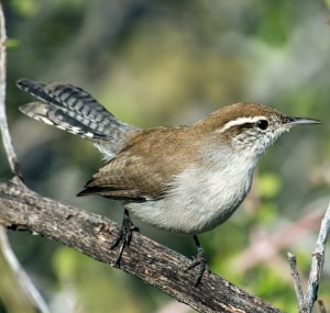 Bewick’s-wren-is-one-of-lesser-known-wren