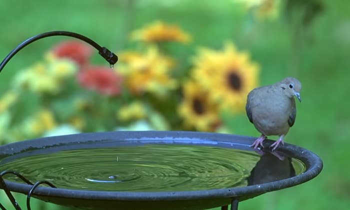 Bird-Bath-Bubbler-and-vs-Bird-Bath-Dripper