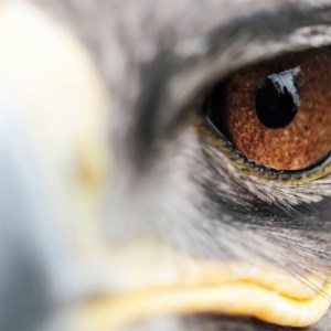 birds-see-food-on-the-ground