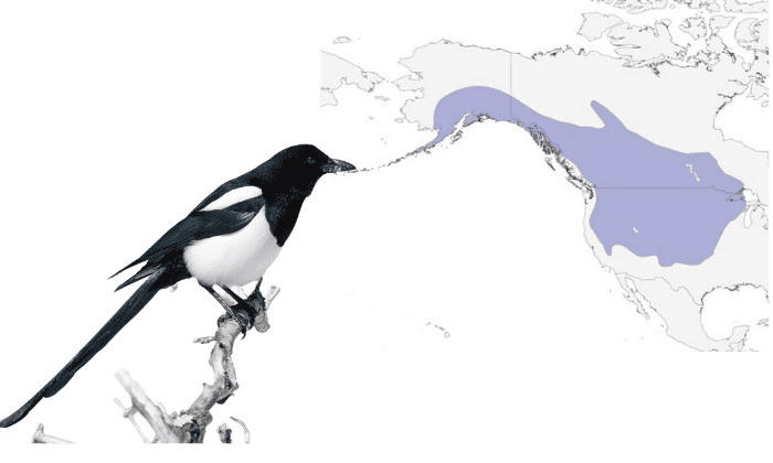 Black-billed-Magpie