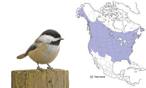 Black-capped-Chickadee--in-Iowa