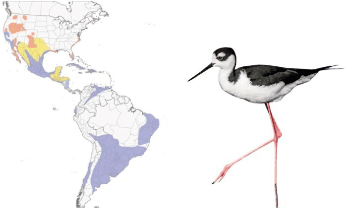 Black-necked-Stilt