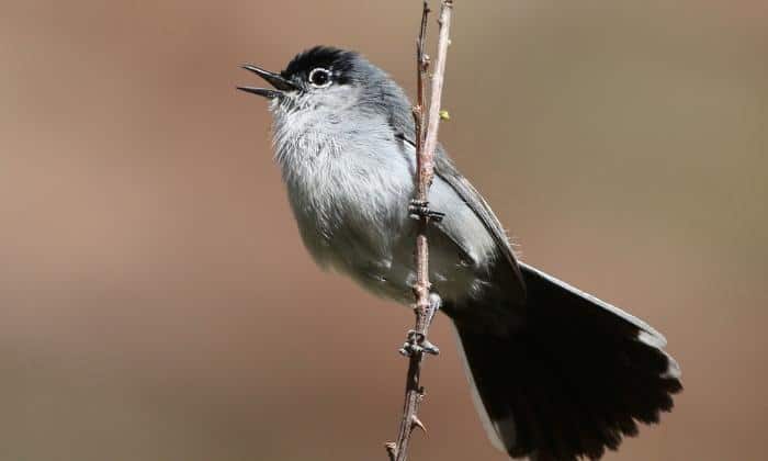 Black-tailed-Gnatcatcher-Birds