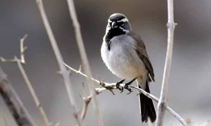 Black-throated-Sparrow-Birds