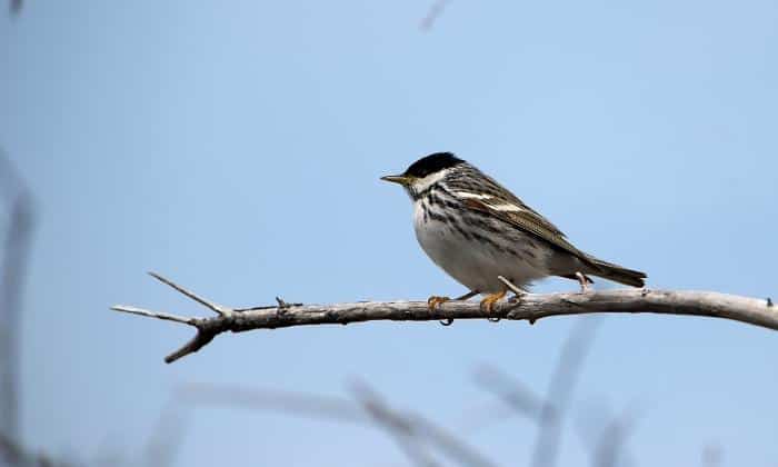 Blackpoll-Warbler-Birds