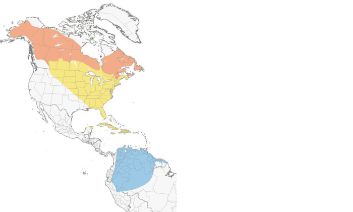 Blackpoll-Warbler-map