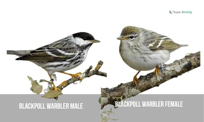 Blackpoll-Warbler