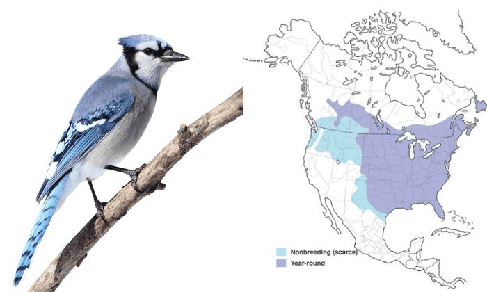 Blue-Jay-Birds-in-Virginia