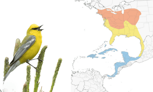 Blue-winged-Warbler