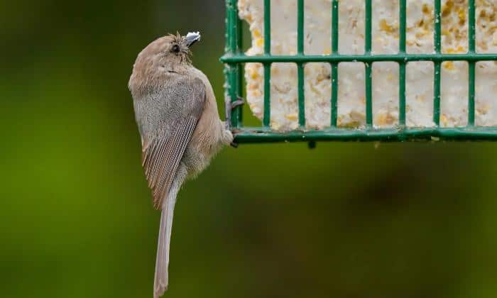 Bushtit-Birds