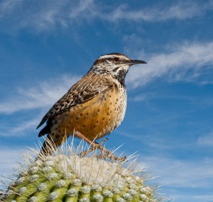 Cactus-wren-is-one-of-major-wren
