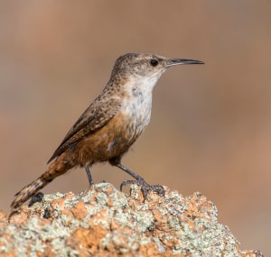 Canyon-wren--is-one-of-lesser-known-wren