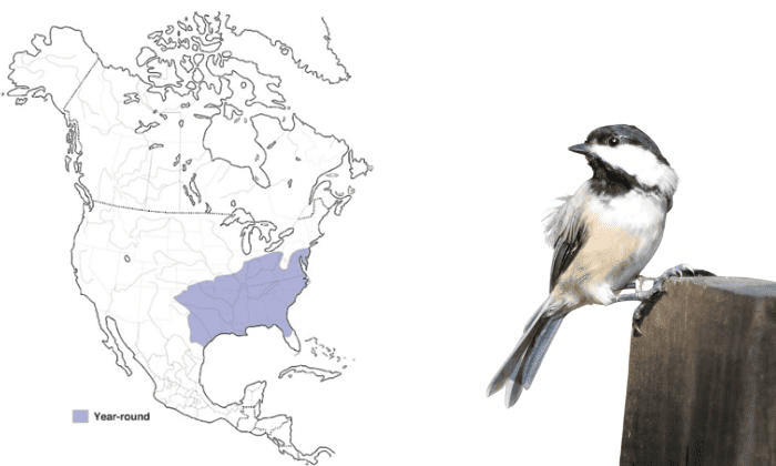 Carolina-Chickadee-Birds-in-Virginia