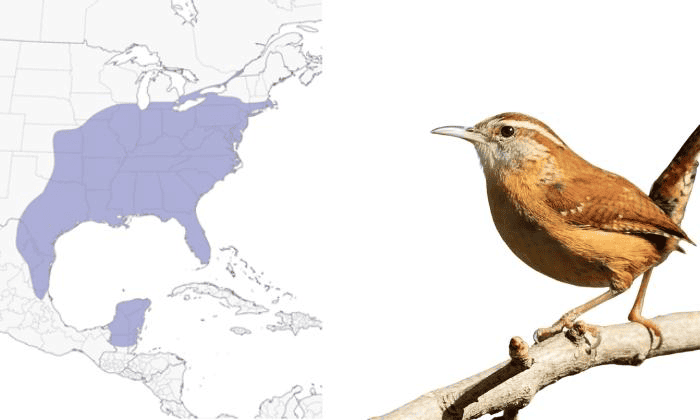 Carolina-Wren-Birds-in-Virginia