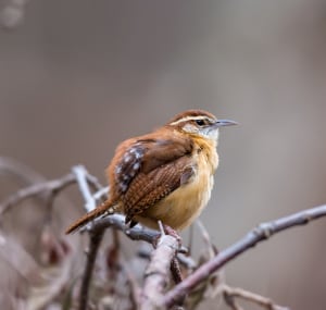 Carolina-wren-is-one-of-major-wren