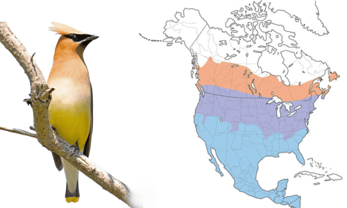 Cedar-Waxwing