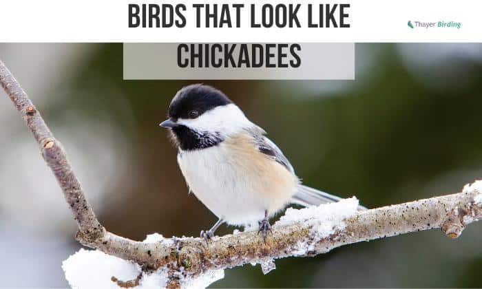 Birds That Look Like Chickadees