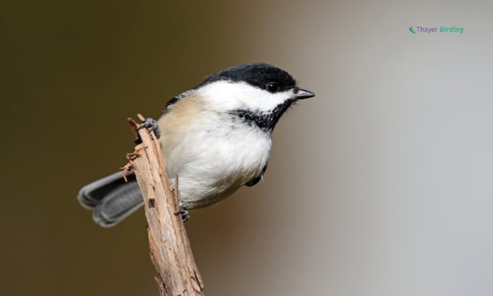 Characteristis-of- Chickadees