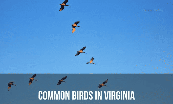 Common Birds in Virginia