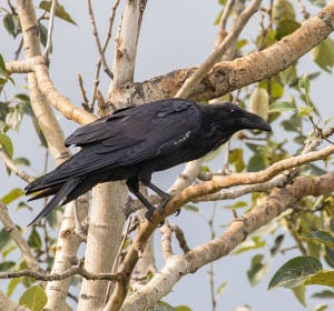 Common-Raven-in-Arizona