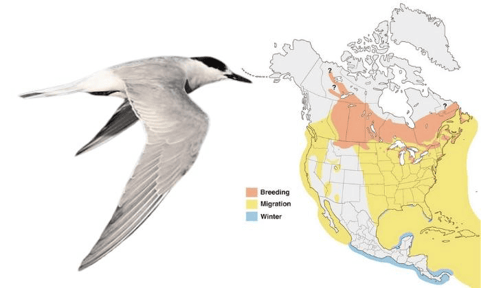 Common-Tern-map
