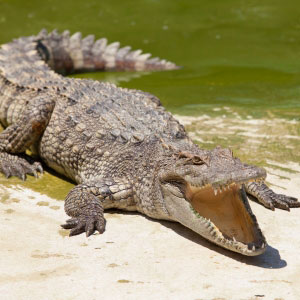 Crocodiles