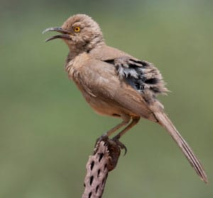 Curve-billed-Thrasher--in-Arizona