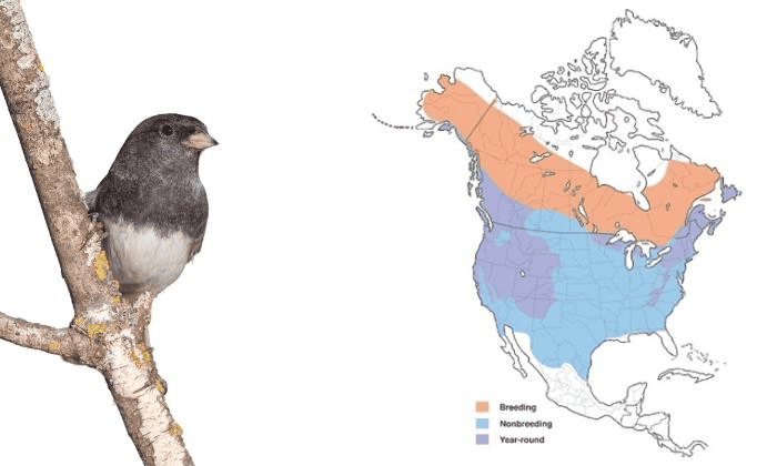 Dark-eyed-Junco-Birds-in-Virginia