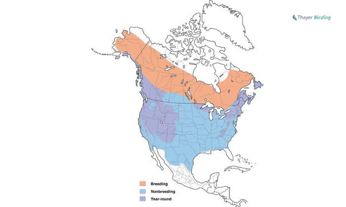 Dark-eyed-Junco-map