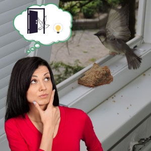 Do-Not-Panic-to-Get-a-Bird-Out-of-Your-House