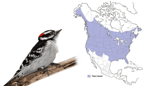 Downy-Woodpecker-in-Iowa