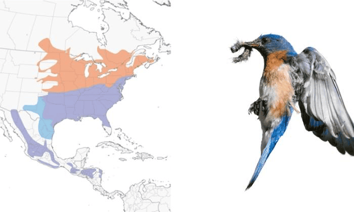 Eastern-Bluebird-Birds-in-Virginia